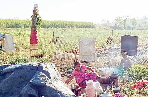 संगमनेर : मेंढपाळ महिलेने पालावर उभारली गुढी