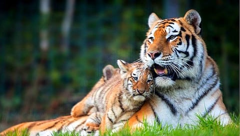 Tiger Count