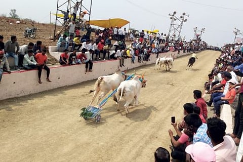 बैलगाडा शर्यतींना आले हायटेक रूप