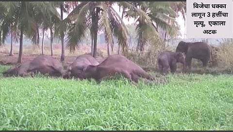 elephant death