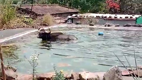 गवा रेड्याचे शेततळ्यात स्विमिंग