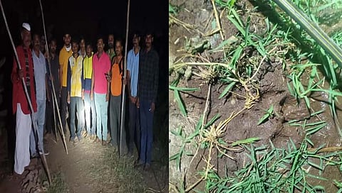 बिबट्या सद्ष्य प्राण्याचे दर्शन