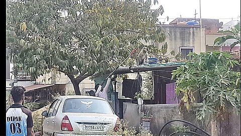 वणी : जखमी वानर हाती लागत नसल्याने त्याला पकडण्यासाठी कर्मचा-यांची पराकाष्ठा सुरु आहे. (छाया: अनिल गांगुर्डे)