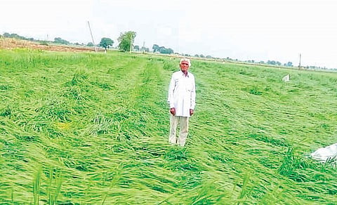 नगर : अवकाळीने दाणादाण ! शेतकरी संकटात; गहू, हरभरा पिके, फळबागांचे आतोनात नुकसान