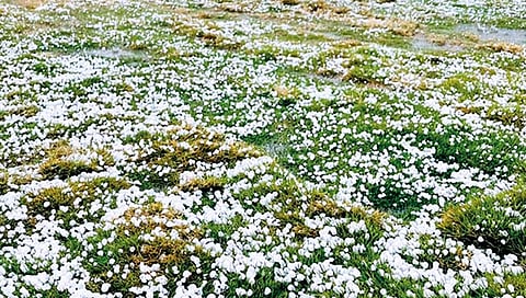 सातारा : वळवाने झोडपले, गारांचा खच; जिल्ह्याच्या काही भागांत जोरदार सरी