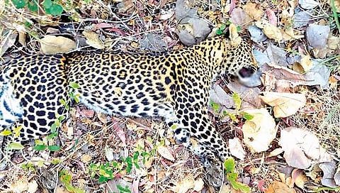 सातारा : शिकारीसाठी लावलेल्या तारेच्या फासकीत अडकून बिबट्याचा मृत्यू
