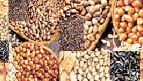 तेलबियांचे उत्पादन