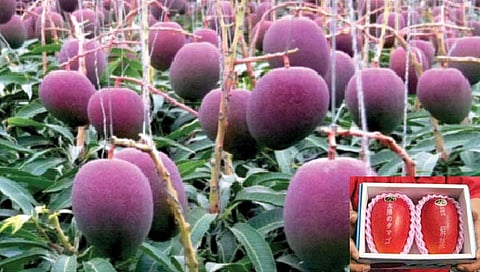 Mango : जगातील सर्वात महागडा आंबा!