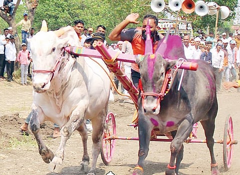 शिर्डी : बैलगाडा शर्यतीचा लढा सर्वांच्या प्रयत्नांमुळे जिंकला : मंत्री विखे