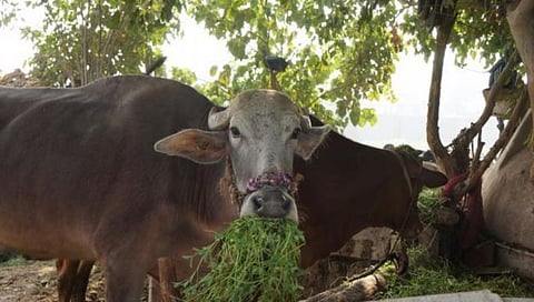 Jalgaon News | जिल्ह्यातील साडेआठ लाख पशुधनाला जून अखेर पर्यंत पुरेल एवढा चारा