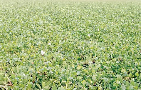 नानगाव : जलपर्णीने व्यापले भीमा नदीचे पात्र; डासांचा प्रादुर्भाव