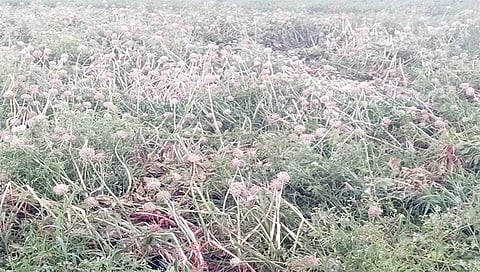 चापडगाव : कांदा पिकाचे पावसामुळे झालेले नुकसान.