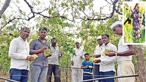 लाासलगाव : बागा सडल्यानंतर समस्येत आणखी वाढ होण्याची शक्यता आहे.