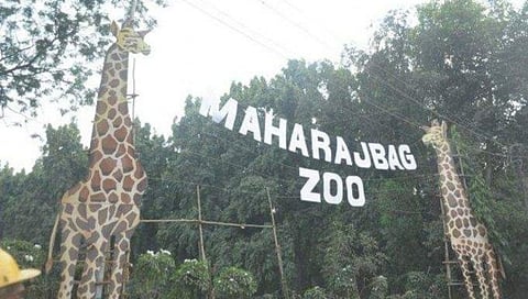 नागपूर: उन्हाचा तडाखा, प्राण्यांसाठी महाराजबाग प्राणीसंग्रहालयात विशेष व्यवस्था
