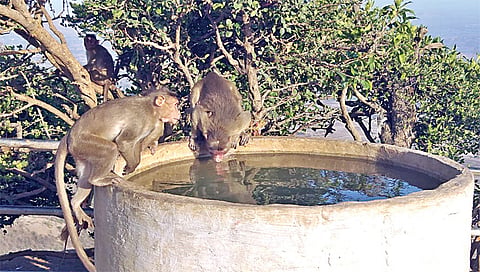 सप्तशृंगगड : येथील पाणवठ्यांमध्ये वनविभागाने पाणी सोडल्याने पाणी पिताना माकडे. (छाया : तुषार बर्डे)