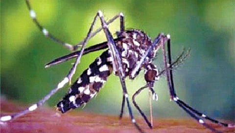 the mosquito