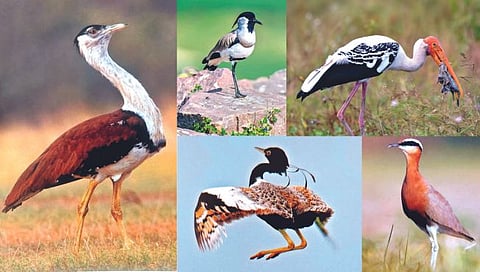 Nashik News | दोन महिने आधीच स्थलांतरित पक्षी परतीच्या मार्गावर