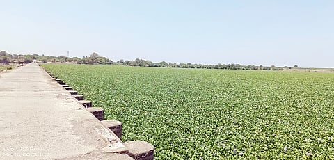 Pimpri News: जलपर्णी तयार होणार नाही यासाठी प्रयत्न करावेत