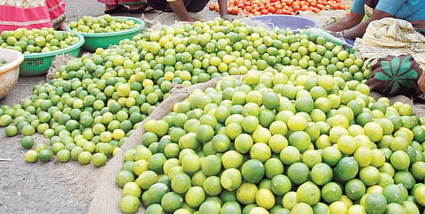 पुणे : लिंबाचे भाव निम्म्यावर; अपेक्षित रस नसल्याने ग्राहकाने फिरविली पाठ