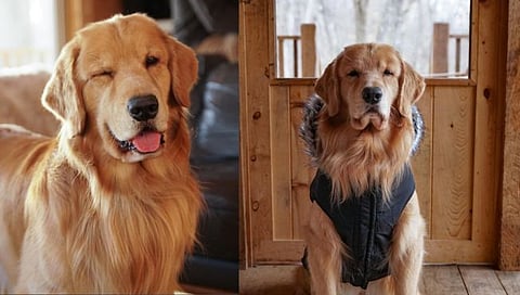 Golden Retriever : एका Golden Retrieverची कमाई जाणून घ्याल तर व्हाल शॉक…