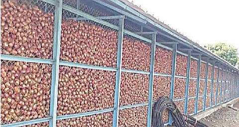 नगर: ‘अवकाळी’ने बिघडविली उन्हाळी कांद्याची प्रतवारी, उत्पादन खर्चही मिळत नसल्याने उत्पादकांवर आर्थिक अरिष्ट