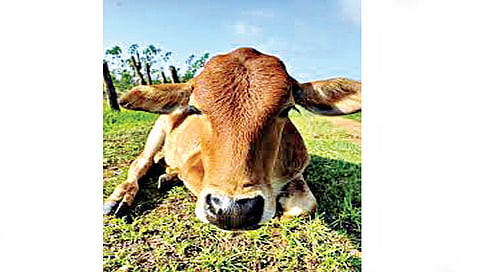 नाशिक : पांजरापोळमध्ये दीड हजार गोवर्गीय जनावरे