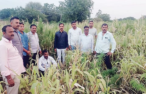 नगरमध्ये मक्याच्या शेतात गांजाचे आंतरपीक