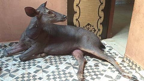 Sambhar Deer