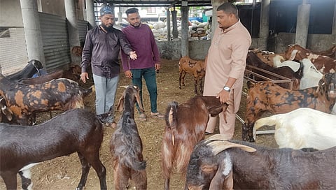 जूने नाशिक: वडाळा रोड येथील रजा गोट फार्म मधील बकरी ईदनिमित्त विक्रीसाठी आलेले राजस्थानमधील बोकडे. (छाया: कादिर पठाण)