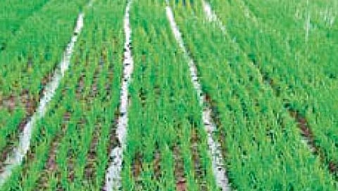 तांदूळ उत्पादन वृद्धीसाठी रायगडचे एसआरटी सातासमुद्रापार