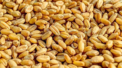 गव्हाच्या साठ्यावर केंद्राचे निर्बंध