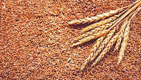 गहू निर्यात