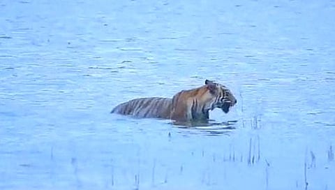 Tadoba National Park : ताडोबातील वाघीणीचा तलावात पोहतानाचा व्हिडिओ व्हायरल!