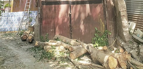 पुणे : परवानगी फांद्या तोडण्याची; पण तोडले मोठे ओंडके; नागरिकाचा आरोप