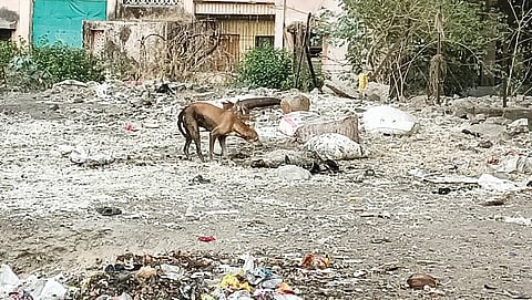अहमदनगर : कचरा कागदावर, अॅनिमल वेस्ट रस्त्यावर