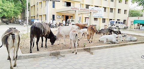 तहसील आवार की जनावरांचा गोठा..! कोपरगावची बिकट अवस्था