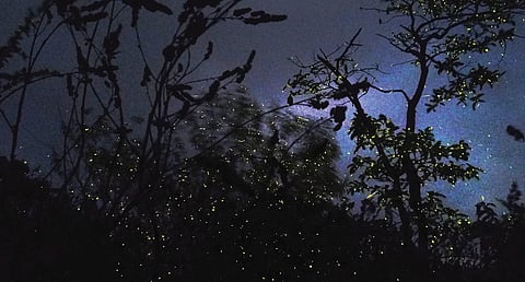 लोणावळा : राजमाचीच्या जंगलात लुकलुकणार्या काजव्यांची चांदण्यांशी स्पर्धा