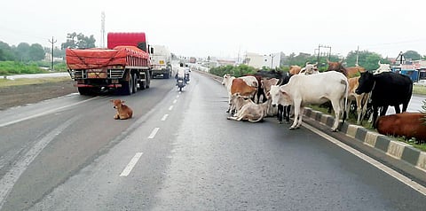 पुणे-सोलापूर राष्ट्रीय महामार्ग ठरतोय जीवघेणा; अपघातांचे सत्र थांबेना
