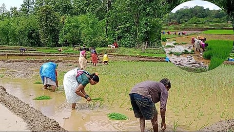 सिंधुदुर्ग जिल्ह्यात दमदार पाऊस; शेतकरी समाधानी; शेतीच्या कामांना वेग