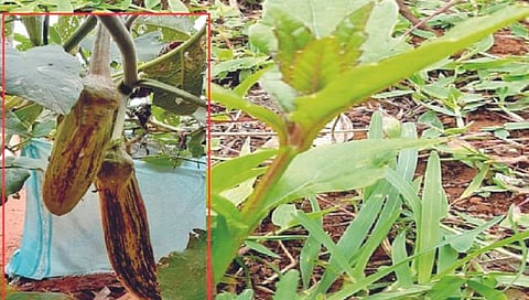 कास पठारावर दुर्मीळ रानभाज्या