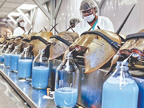 Blue blood of crabs