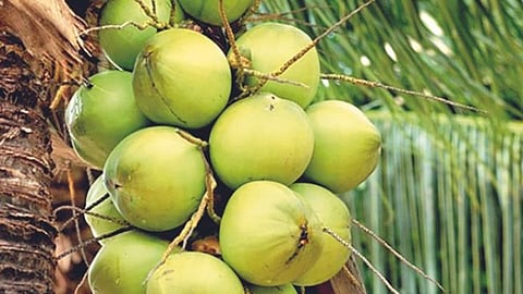 Coconut Production
