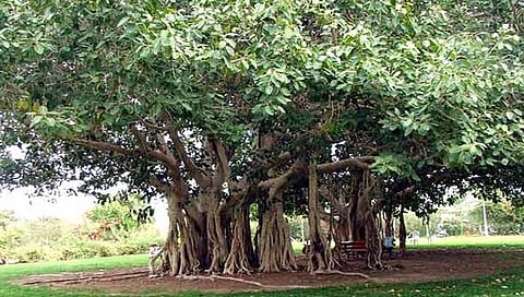Forest Conservation Day Special