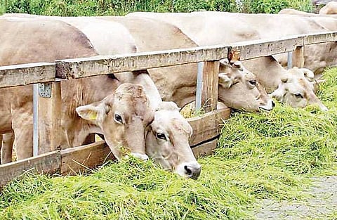 अहमदनगर : पाणी आणि चारा वापराचे नियोजन करा : जिल्हाधिकारी सालीमठ