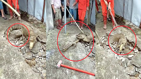 जमिनीखालून बाहेर आल्या तीन मगरी!