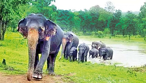कोल्हापूर जिल्ह्यात सुरू होणार एलिफंट सफारी