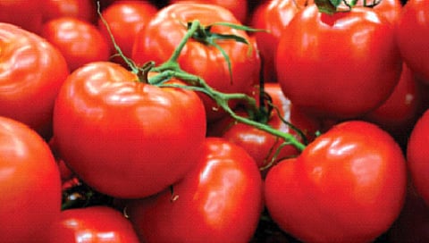 Tomato rate