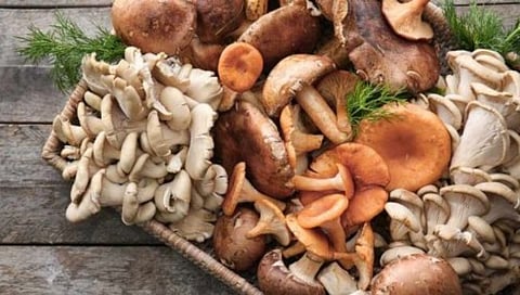 Mushroom mystery