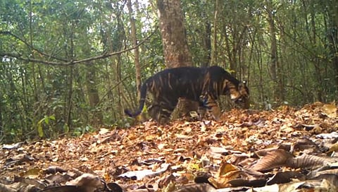 Melanistic Tiger