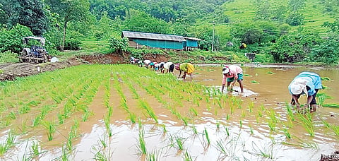 पुणे जिल्ह्यातील भात लागवड 90 टक्क्यांवर